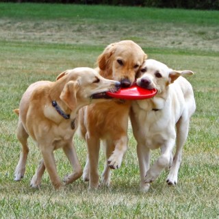 three dogs playing