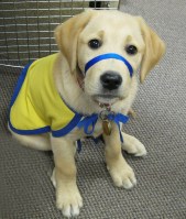 service dog as puppy
