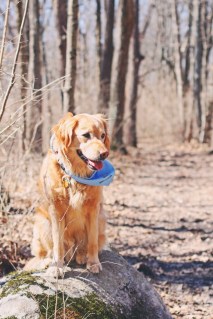 from Raising a Super Dog