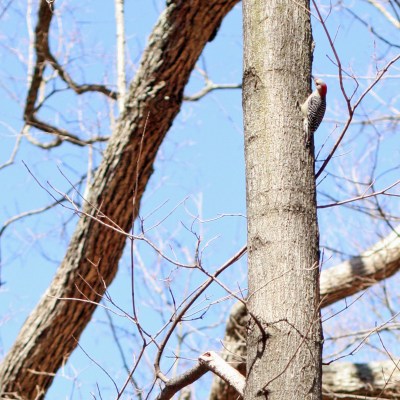 from Raising a Super Dog