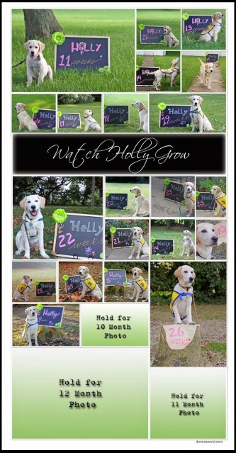 raising a super dog www.donnasword.com