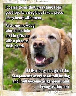 raising a super dog www.donnasword.com