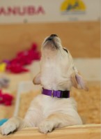 raising a super dog www.donnasword.com