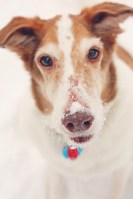 raising a super dog www.donnasword.com