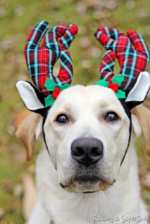 raising a super dog www.donnasword.com