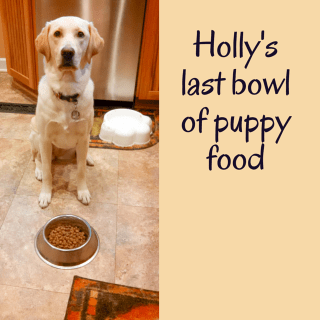 CCI Watch Holly Grow www.donnasword.com