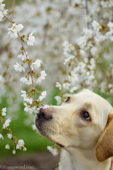 Holly is a Canine Companions for Independence Puppy donnasword.com