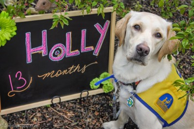 Holly is a Canine Companions for Independence puppy being raised in southwestern Ohio donnasword.com