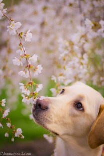Holly is a Canine Companions for Independence Puppy donnasword.com