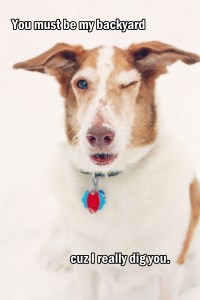 you must be my backyard