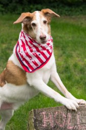 Jager is an All-American Kibble Hound. 