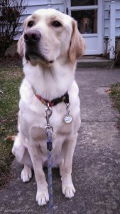 IMG_20151217_163250_732-1