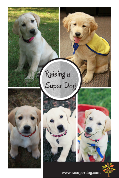 raising a super dog