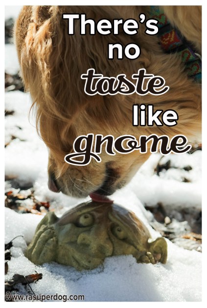 no taste like gnome